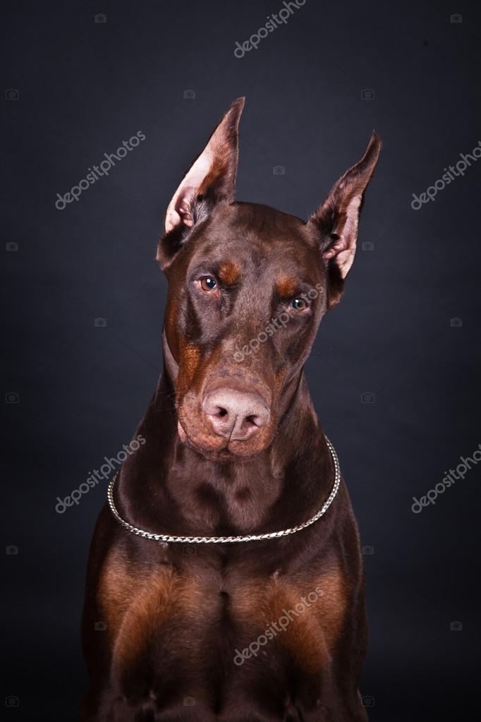 Are Doberman Velcro Dogs