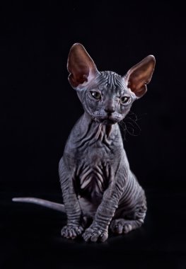 Sphynx kittenSphynx kedi yavrusu