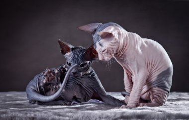 Sphynx kittenSphynx kedi yavrusu