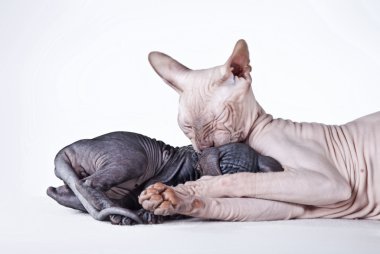 Sphynx kittenSphynx kedi yavrusu