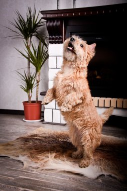 Cairn Terrier köpek buğday saman içinde
