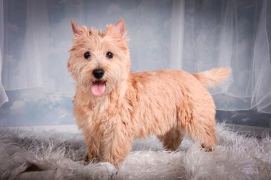 Cairn Terrier köpek buğday saman içinde