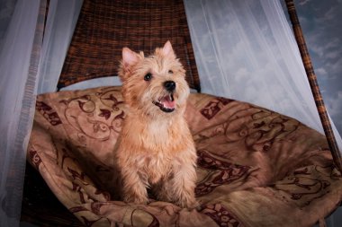Cairn Terrier köpek buğday saman içinde