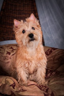 Cairn Terrier köpek buğday saman içinde