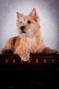 Cairn Terrier köpek buğday saman içinde