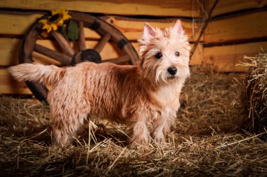 Cairn Terrier köpek buğday saman içinde