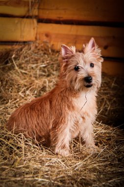 Cairn Terrier köpek buğday saman içinde