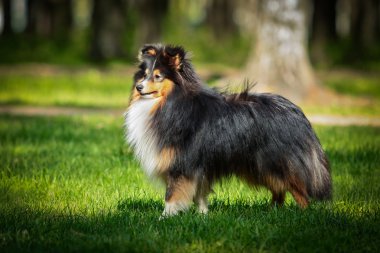 Sığınak collie köpek