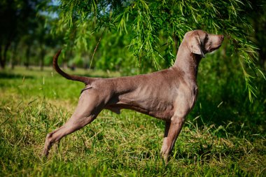 Weimaraner köpek niteliğine