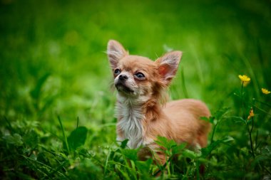 Chihuahua dog on the nature of puppies clipart