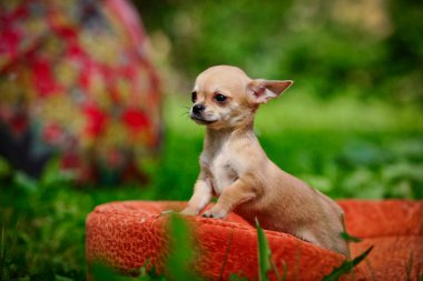 Chihuahua köpek yavrusu niteliğine