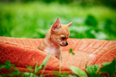 Chihuahua köpek yavrusu niteliğine