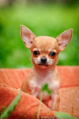 Chihuahua dog on the nature of puppies clipart