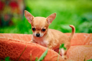 Chihuahua köpek yavrusu niteliğine