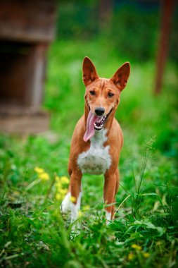 Alçaklık köpek doğurmak
