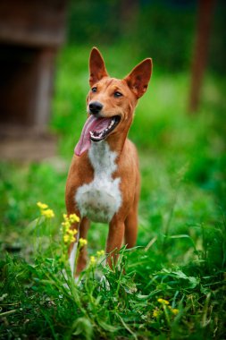 Alçaklık köpek doğurmak