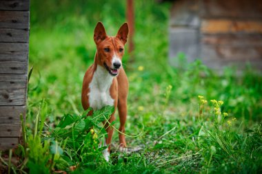 Alçaklık köpek doğurmak