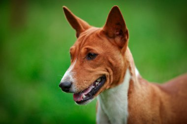 Alçaklık köpek doğurmak