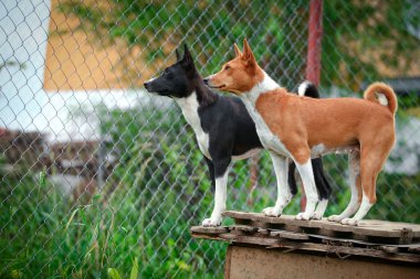 Alçaklık köpek doğurmak