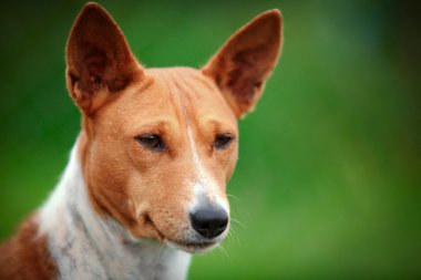 Alçaklık köpek doğurmak