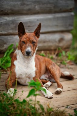 Alçaklık köpek doğurmak