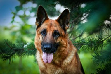 Alman çoban köpek doğurmak