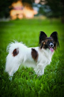Papillon köpek renkli bir arka plan üzerinde