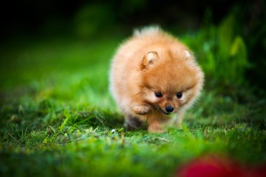 Alman spitz, pomeranian köpek doğurmak