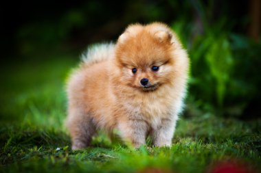 Alman spitz, pomeranian köpek doğurmak
