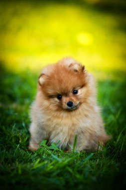 Alman spitz, pomeranian köpek doğurmak