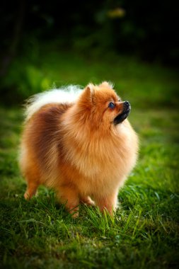 Alman spitz, pomeranian köpek doğurmak