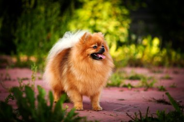 Alman spitz, pomeranian köpek doğurmak