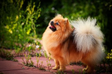 Alman spitz, pomeranian köpek doğurmak