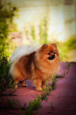 Alman spitz, pomeranian köpek doğurmak