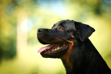 Rottweiler köpek doğurmak niteliğine