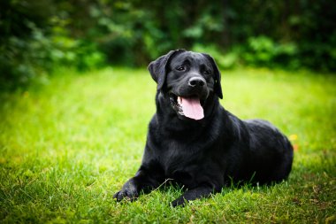Labrador köpek niteliğine