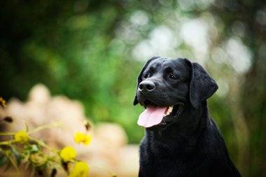 Labrador köpek niteliğine