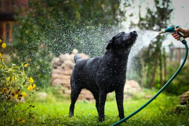 Labrador köpek niteliğine