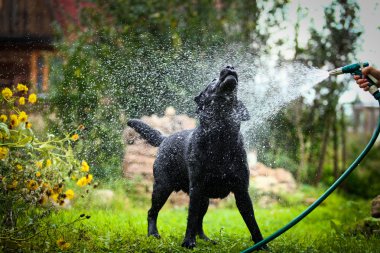 Labrador köpek niteliğine