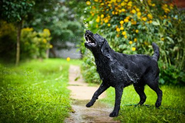 Labrador köpek niteliğine