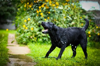 Labrador köpek niteliğine