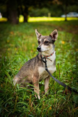 Portre küçük karışık doğurmak köpek