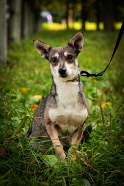 Portre küçük karışık doğurmak köpek