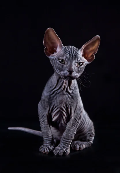 Pisoi Sphynx — Fotografie, imagine de stoc