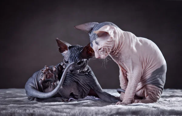 Sphynx kittenSphynx kedi yavrusu
