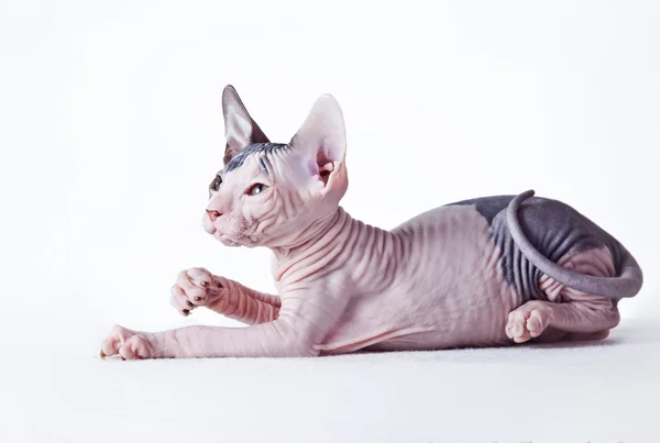 Kotě Sphynx — Stock fotografie