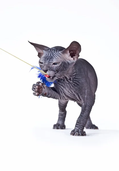 Sphynx kitten — Stock Photo, Image