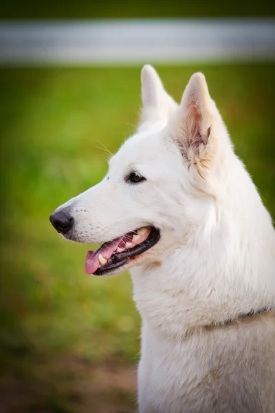 Retrato perro de raza mixta pequeña —  Fotos de Stock