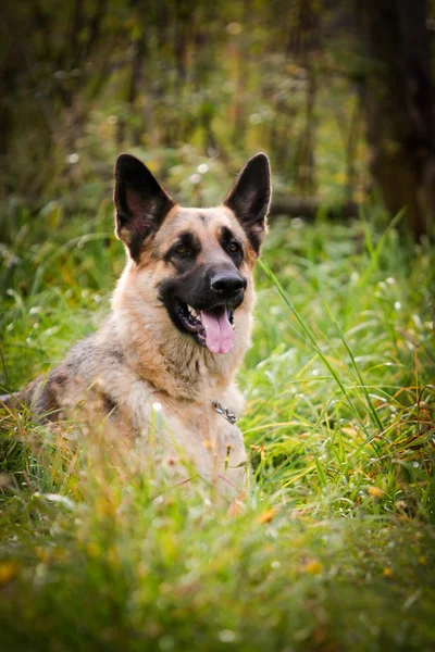 Deutscher Schäferhund — Stockfoto