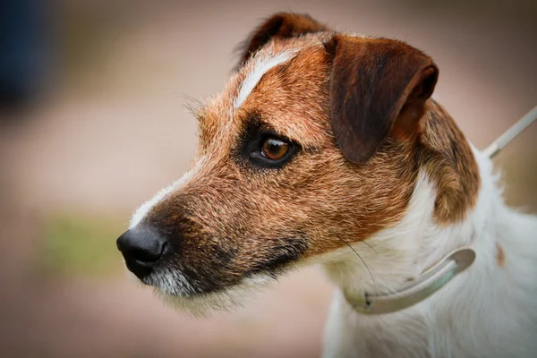 Портретная собачка смешанной породы — стоковое фото